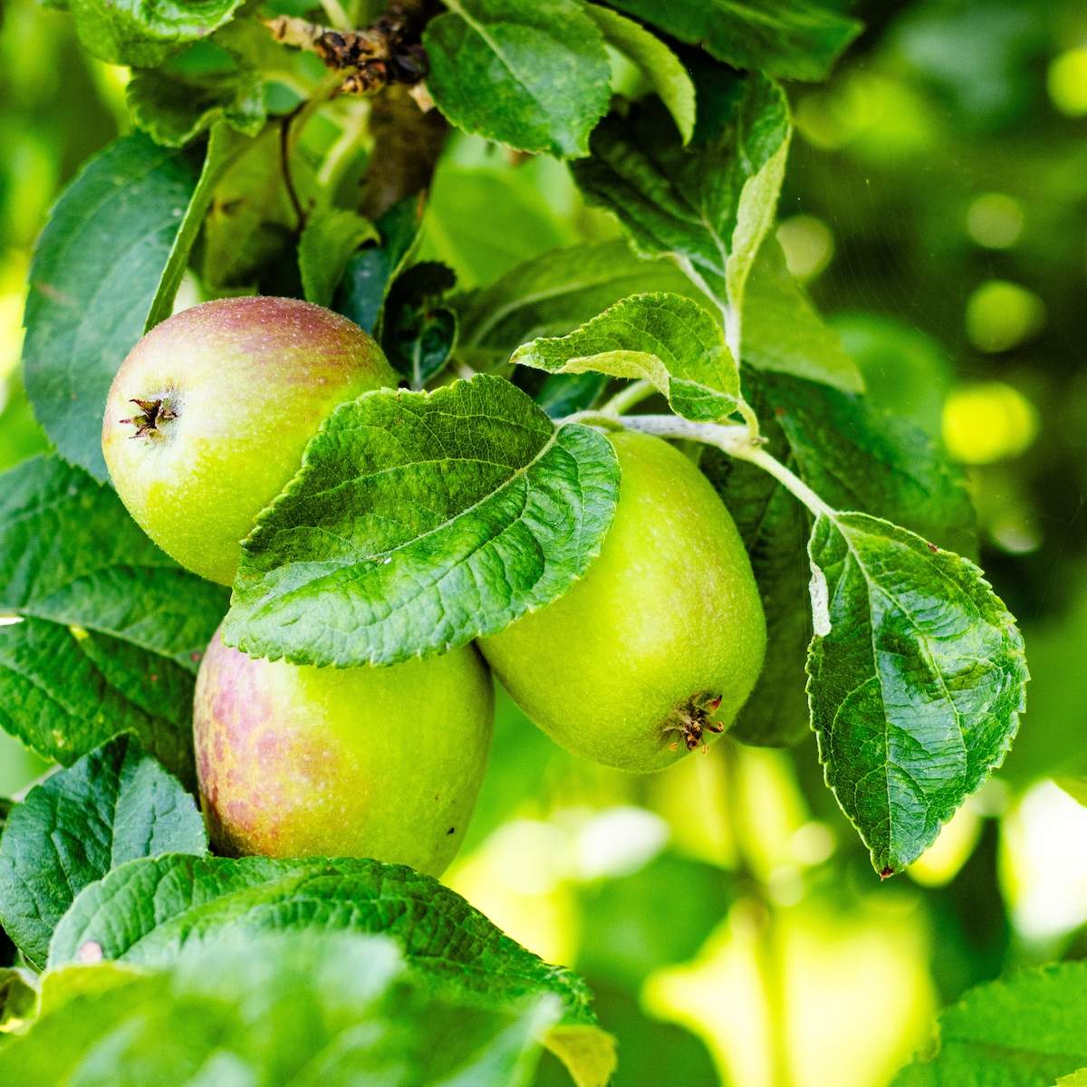 Rijpe appels aan de boom in de boomgaard van De Sluishoeve