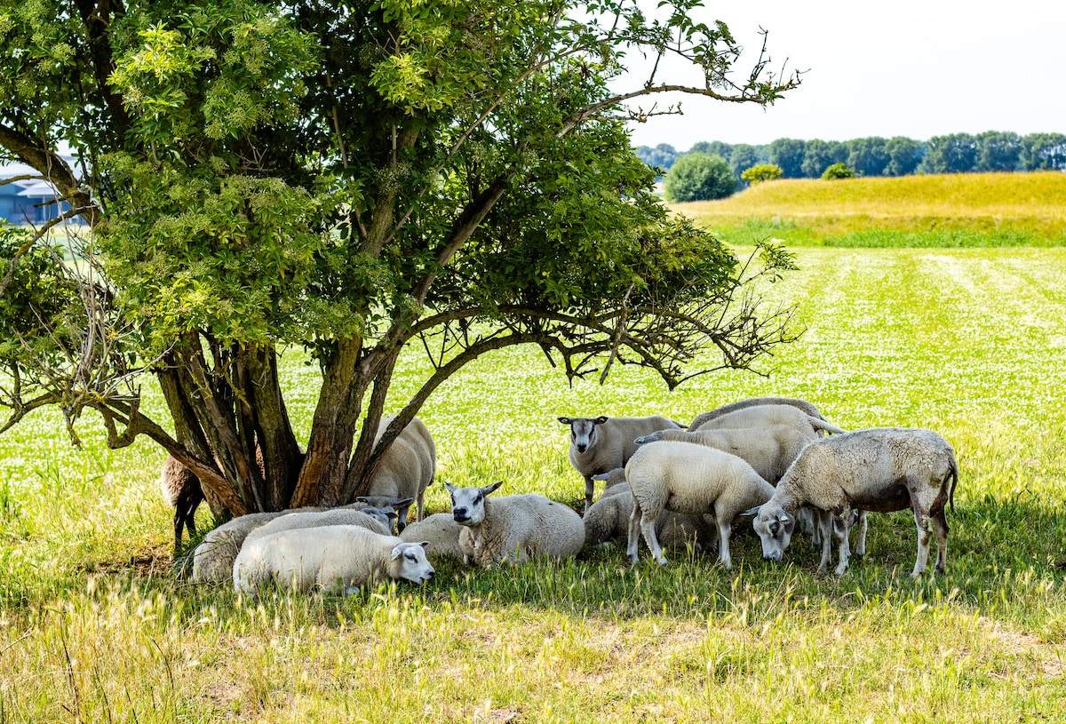 Schapen in de wei onder de bomen achter het erf