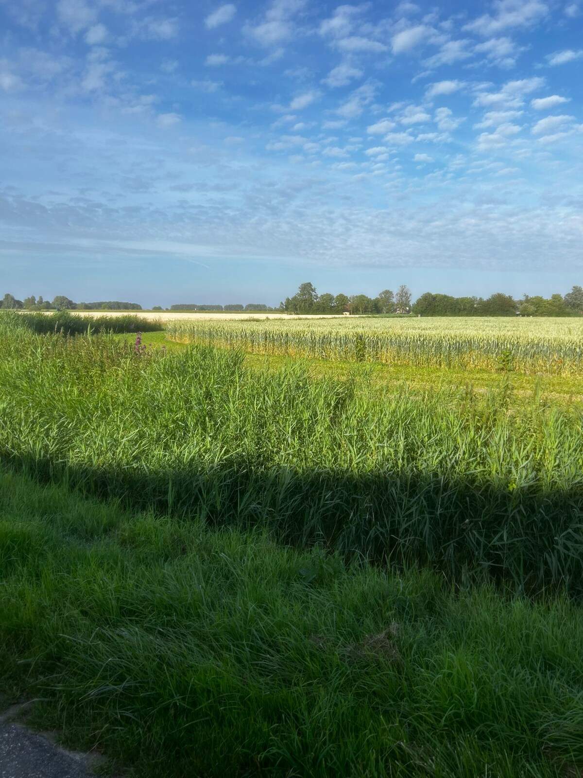 Weids Zeeuws polderlandschap rond Nieuwerkerk op Schouwen-Duiveland